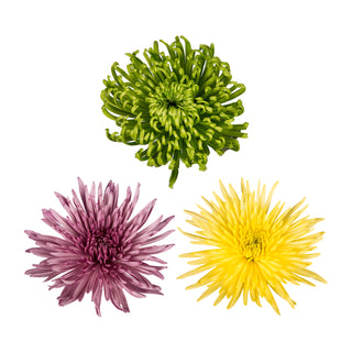 Pastel Assortment Anastasia Spider Mums Pastel flowers - fresh-cut flowers by Bloomingmore - ideal for weddings and floral events