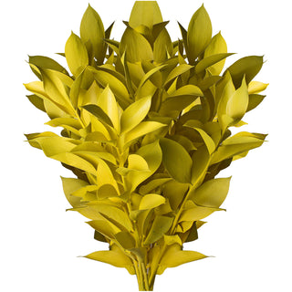 Pastel Yellow Painted Ruscus Yellow flowers - fresh-cut flowers by Bloomingmore - ideal for weddings and floral events