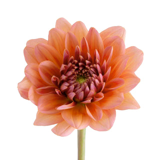 Peach Dahlias Peach flowers - fresh-cut flowers by Bloomingmore - ideal for weddings and floral events