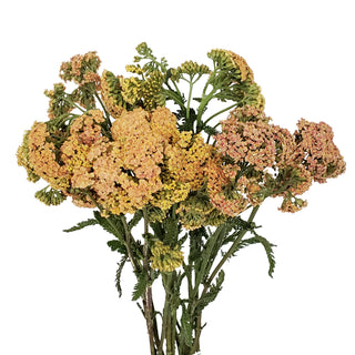 Peach Yarrow Cottage Peach flowers - fresh-cut flowers by Bloomingmore - ideal for weddings and floral events