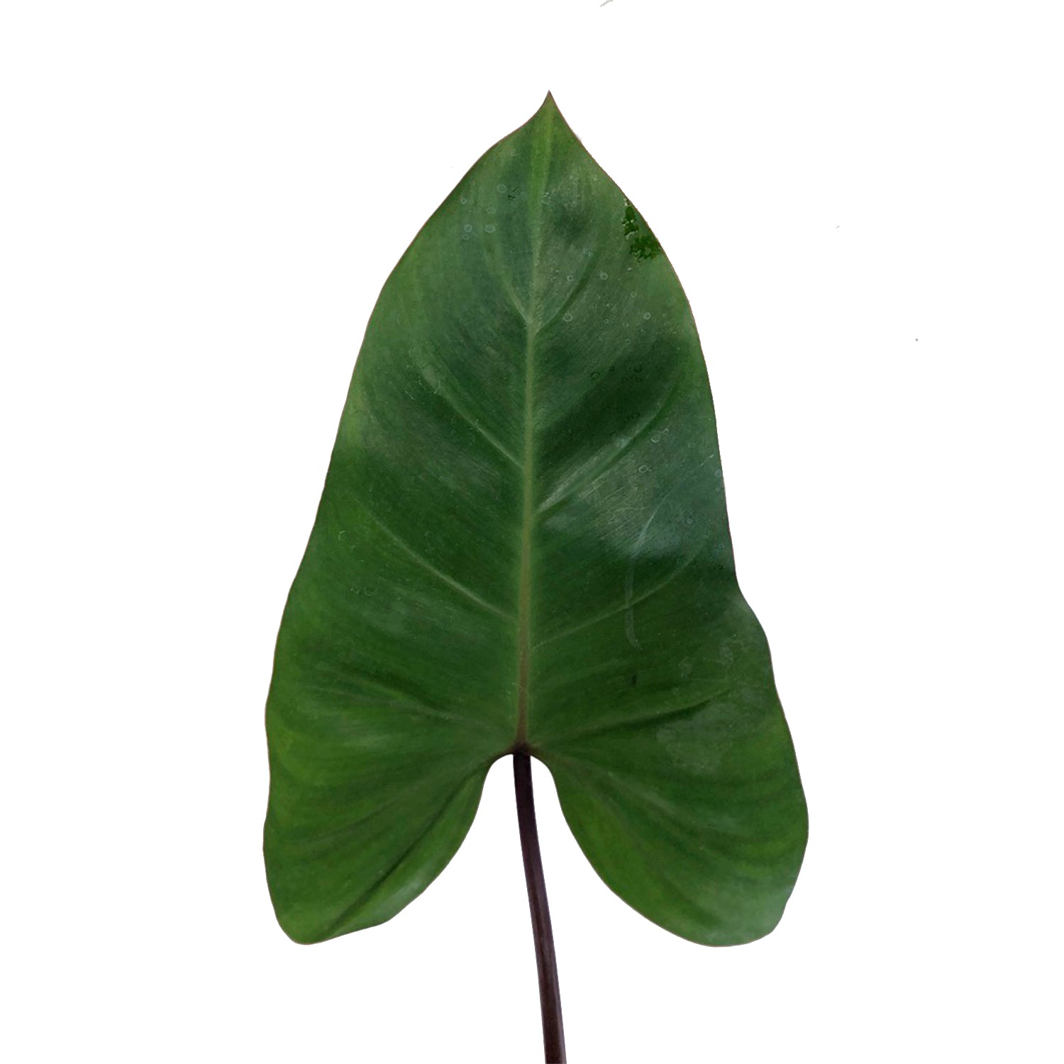 philodendron sp esmeraldas Philodendron Esmeralda