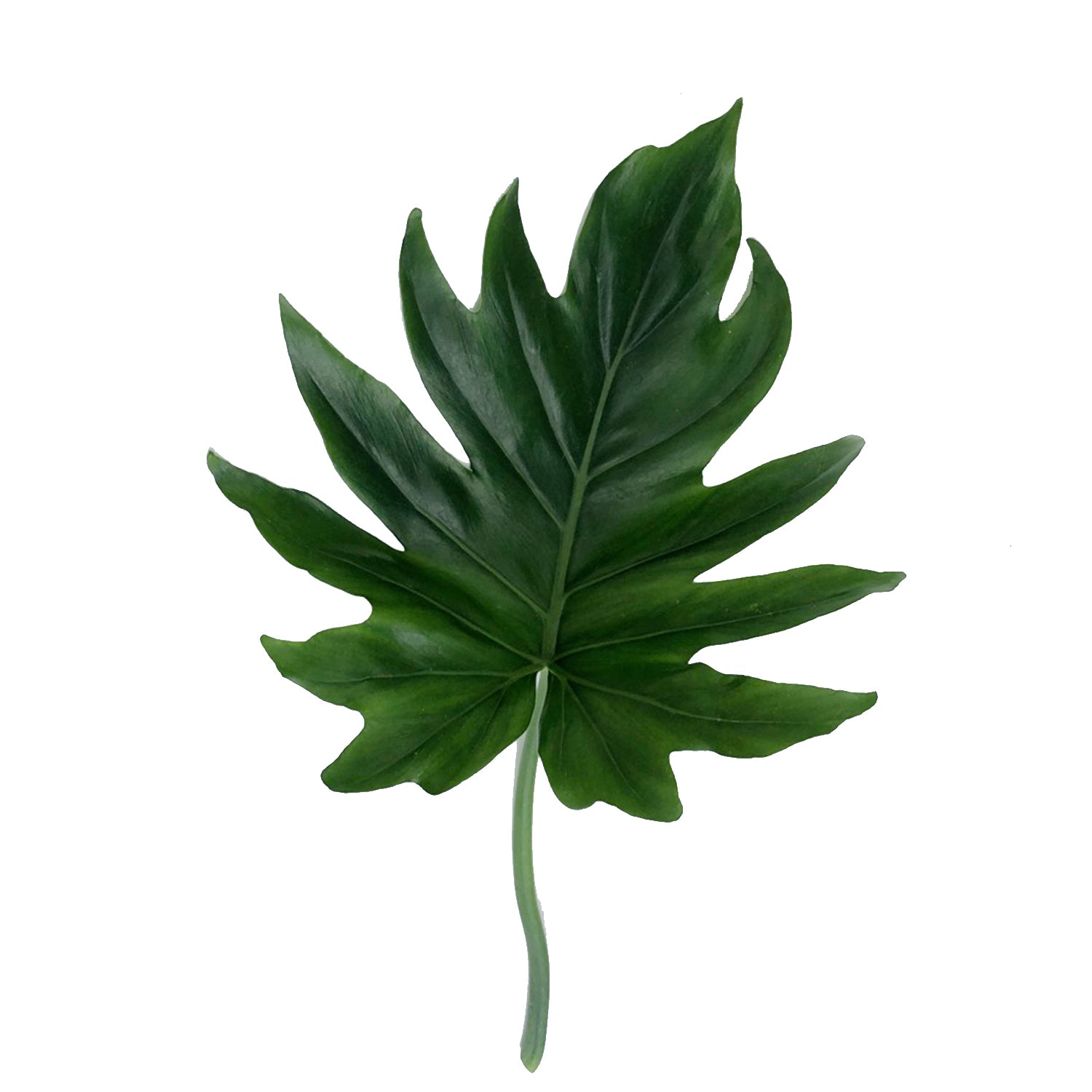 buy hope philodendron Philodendron Hope