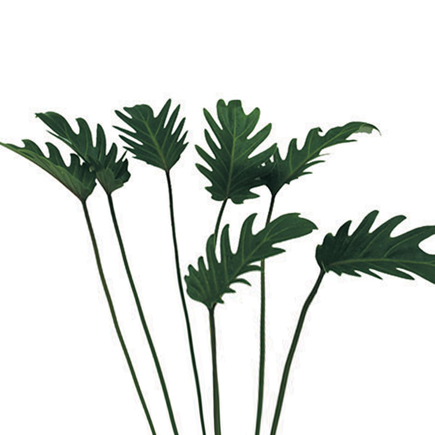 philodendron xanadu stem Philodendron Xanadu