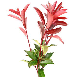 Photinia Green flowers - fresh-cut flowers by Bloomingmore - ideal for weddings and floral events