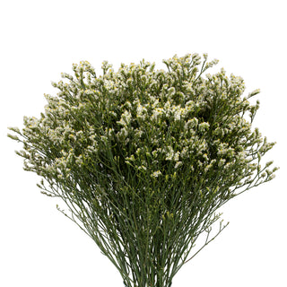 Piña Colada Limonium Yellow flowers - fresh-cut flowers by Bloomingmore - ideal for weddings and floral events