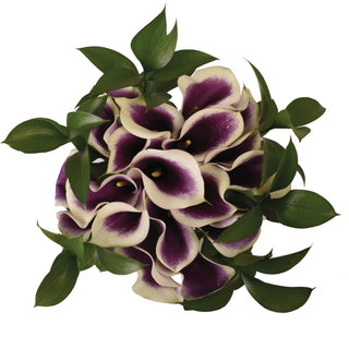 Picasso Elegance Mini Calla Bouquet Purple flowers - fresh-cut flowers by Bloomingmore - ideal for weddings and floral events