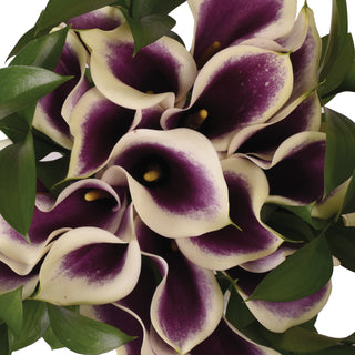 Picasso Elegance Mini Calla Bouquet Purple flowers - fresh-cut flowers by Bloomingmore - ideal for weddings and floral events