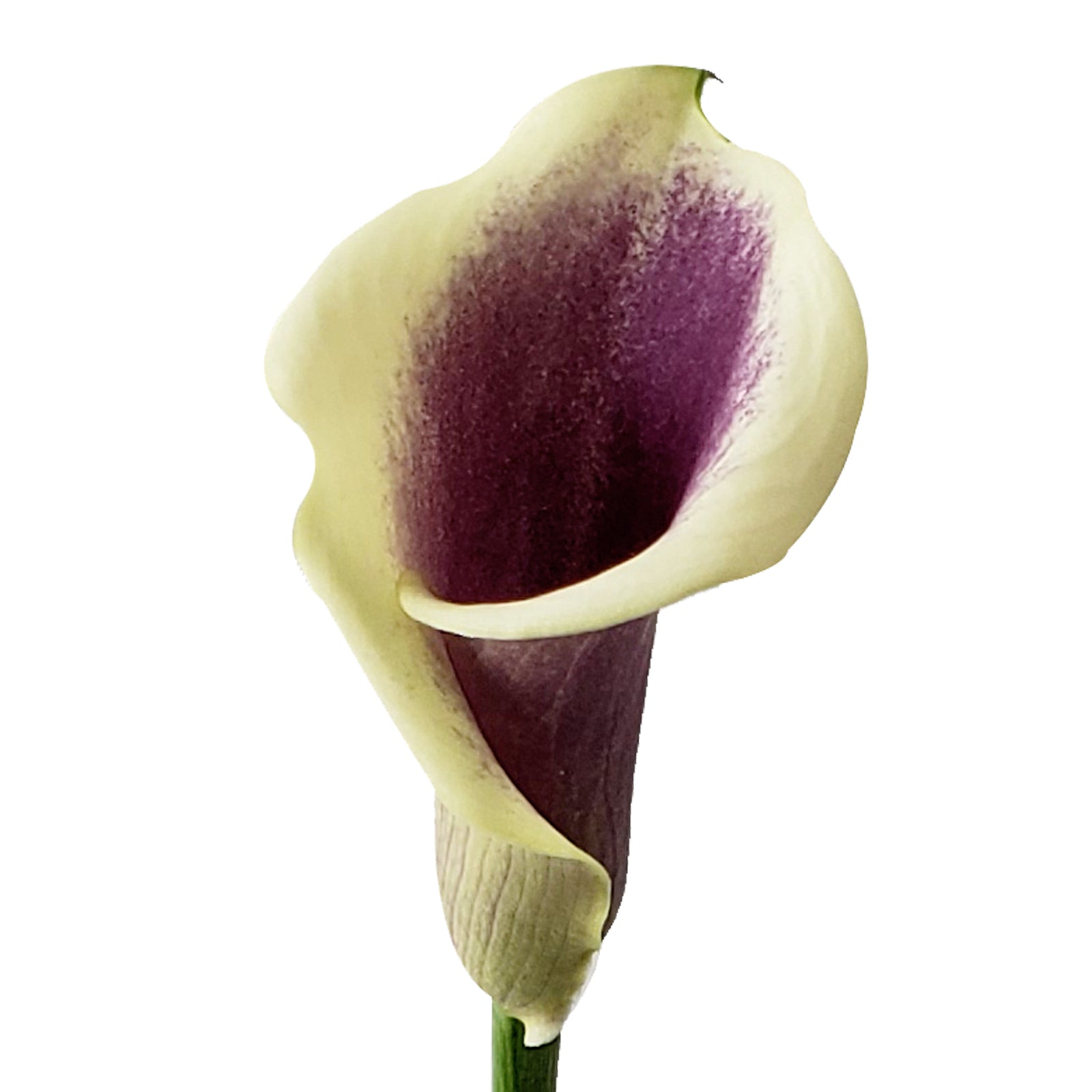 picasso calla lily plant Picasso Mini Calla Lilies Picasso / 20 Stems