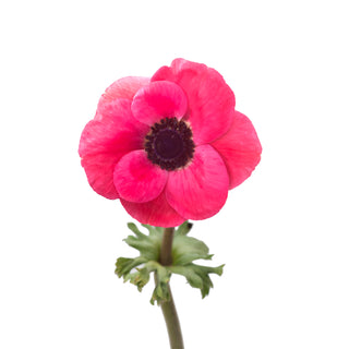 Pink Anemones Pink flowers - fresh-cut flowers by Bloomingmore - ideal for weddings and floral events