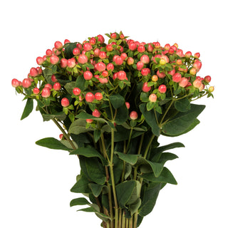 Pink Hypericum Pink flowers - fresh-cut flowers by Bloomingmore - ideal for weddings and floral events