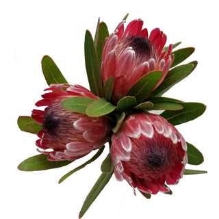 Pink Ice Proteas Pink flowers - fresh-cut flowers by Bloomingmore - ideal for weddings and floral events