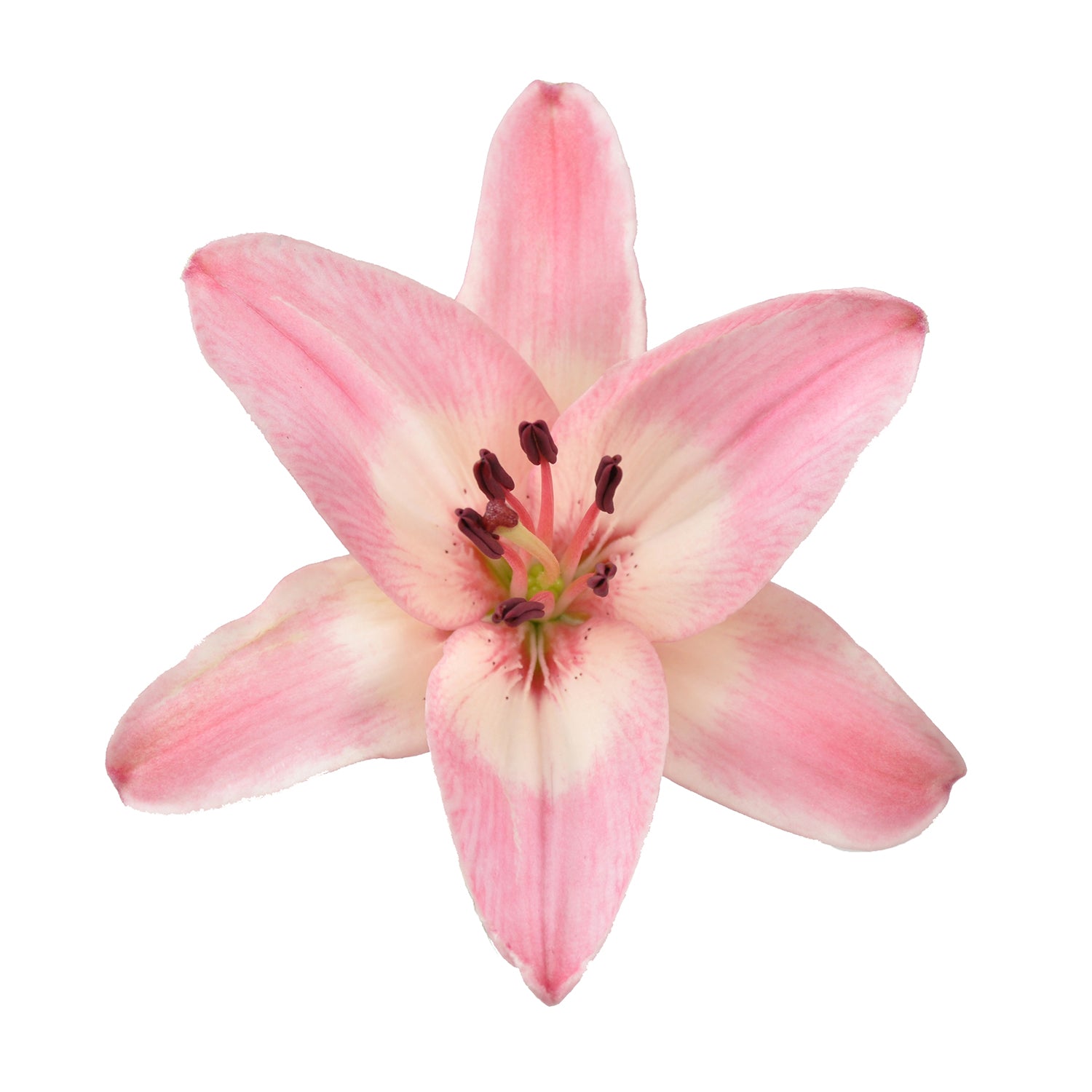 Pink_LA_Hybrid_Lilies_Blooming