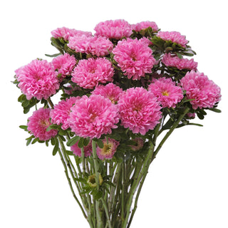 Pink Matsumoto Pink flowers - fresh-cut flowers by Bloomingmore - ideal for weddings and floral events