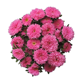 Pink Matsumoto Pink flowers - fresh-cut flowers by Bloomingmore - ideal for weddings and floral events
