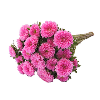 Pink Matsumoto Pink flowers - fresh-cut flowers by Bloomingmore - ideal for weddings and floral events