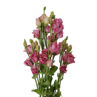 Pink Petite Lisianthus Pink flowers - fresh-cut flowers by Bloomingmore - ideal for weddings and floral events
