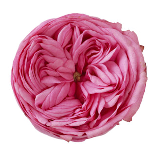 Pink Piano Garden Rose Pink roses - fresh-cut roses by Bloomingmore - ideal for weddings and floral events