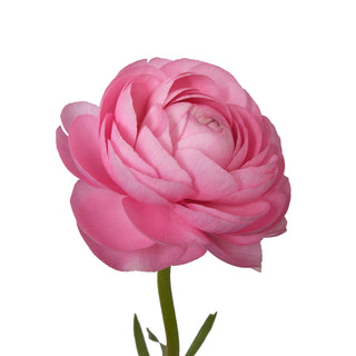 Pink Ranunculus Pink flowers - fresh-cut flowers by Bloomingmore - ideal for weddings and floral events
