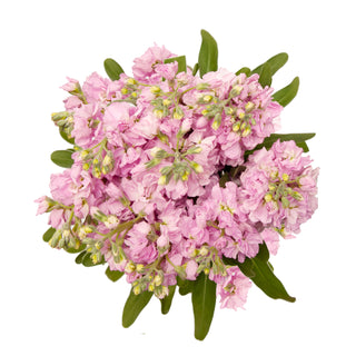 Pink Stock Pink flowers - fresh-cut flowers by Bloomingmore - ideal for weddings and floral events