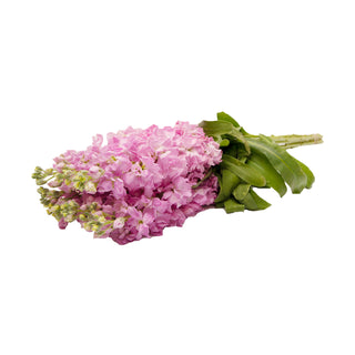 Pink Stock Pink flowers - fresh-cut flowers by Bloomingmore - ideal for weddings and floral events