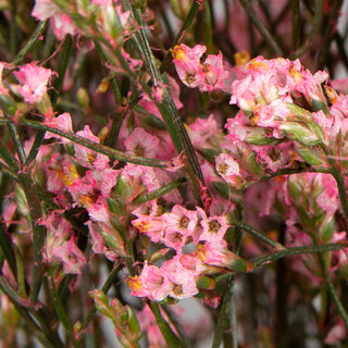Pink Tinted Limonium Pink flowers - fresh-cut flowers by Bloomingmore - ideal for weddings and floral events