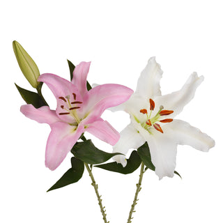 Pink & White - Oriental Lilies - 60 Stems White flowers - fresh-cut flowers by Bloomingmore - ideal for weddings and floral events
