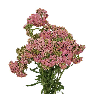 Pink Yarrow Cottage Pink flowers - fresh-cut flowers by Bloomingmore - ideal for weddings and floral events