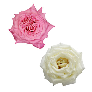 Pink and White Garden Rose - 36 stems White roses - fresh-cut roses by Bloomingmore - ideal for weddings and floral events