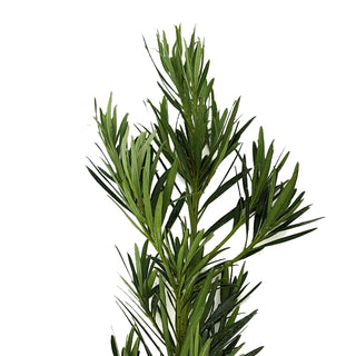 Podocarpus Green flowers - fresh-cut flowers by Bloomingmore - ideal for weddings and floral events