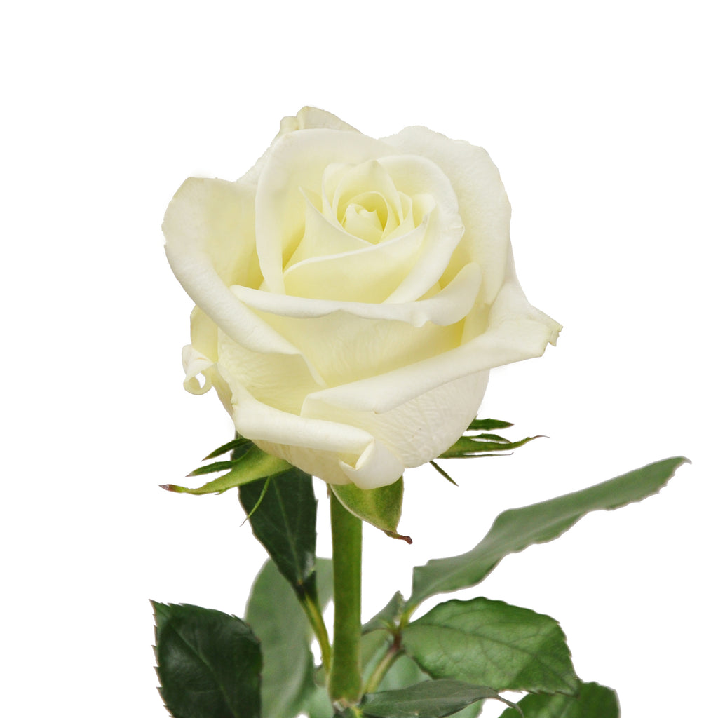 Polar Raspberry Rose Polar Star Roses – Bloomingmore