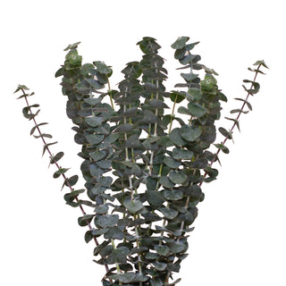 Premium Baby Blue Eucalyptus Green flowers - fresh-cut flowers by Bloomingmore - ideal for weddings and floral events