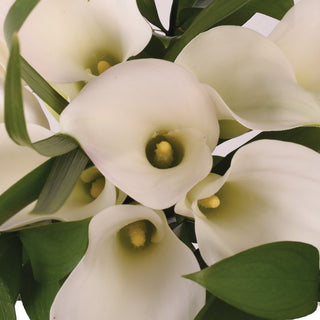 Pure Elegance White Mini Calla Bouquet White flowers - fresh-cut flowers by Bloomingmore - perfect for gifting or decoration