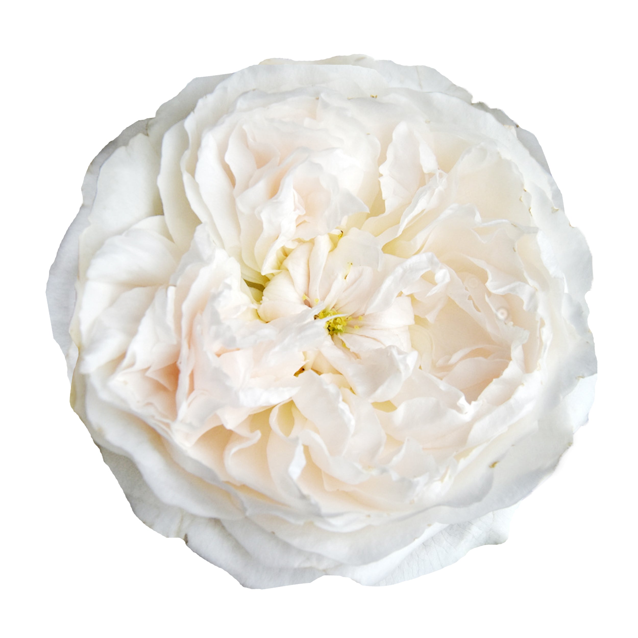 Garden Roses