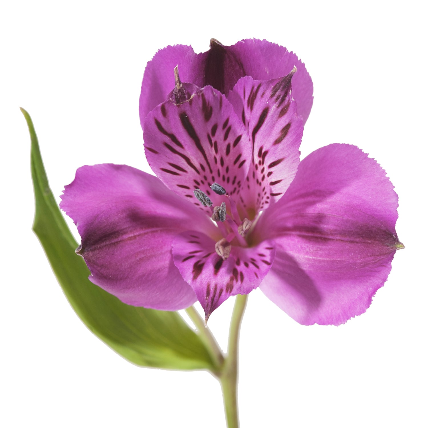 purple lily looking flower Purple Alstroemeria 90