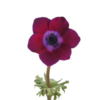 Purple Anemones Purple flowers - fresh-cut flowers by Bloomingmore - ideal for weddings and floral events