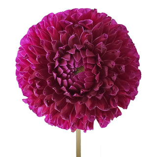 Purple Dahlias Purple flowers - fresh-cut flowers by Bloomingmore - ideal for weddings and floral events