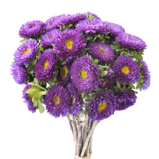 Purple Matsumoto Pink flowers - fresh-cut flowers by Bloomingmore - ideal for weddings and floral events
