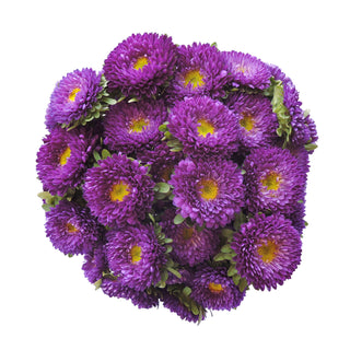 Purple Matsumoto Pink flowers - fresh-cut flowers by Bloomingmore - ideal for weddings and floral events