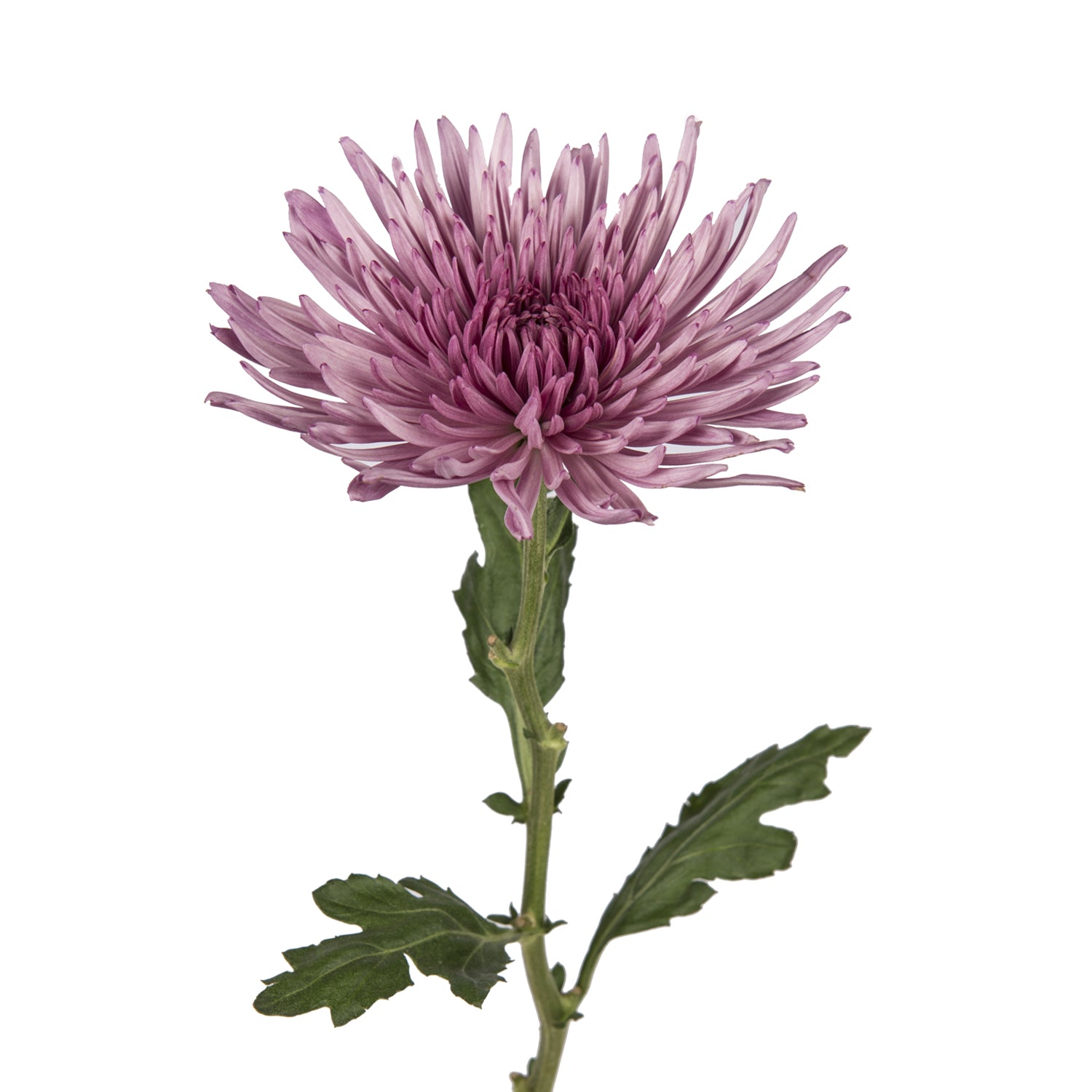 spider chrysanthemum plants Purple Natural Anastasia Spider Mums Purple / 100 Stems