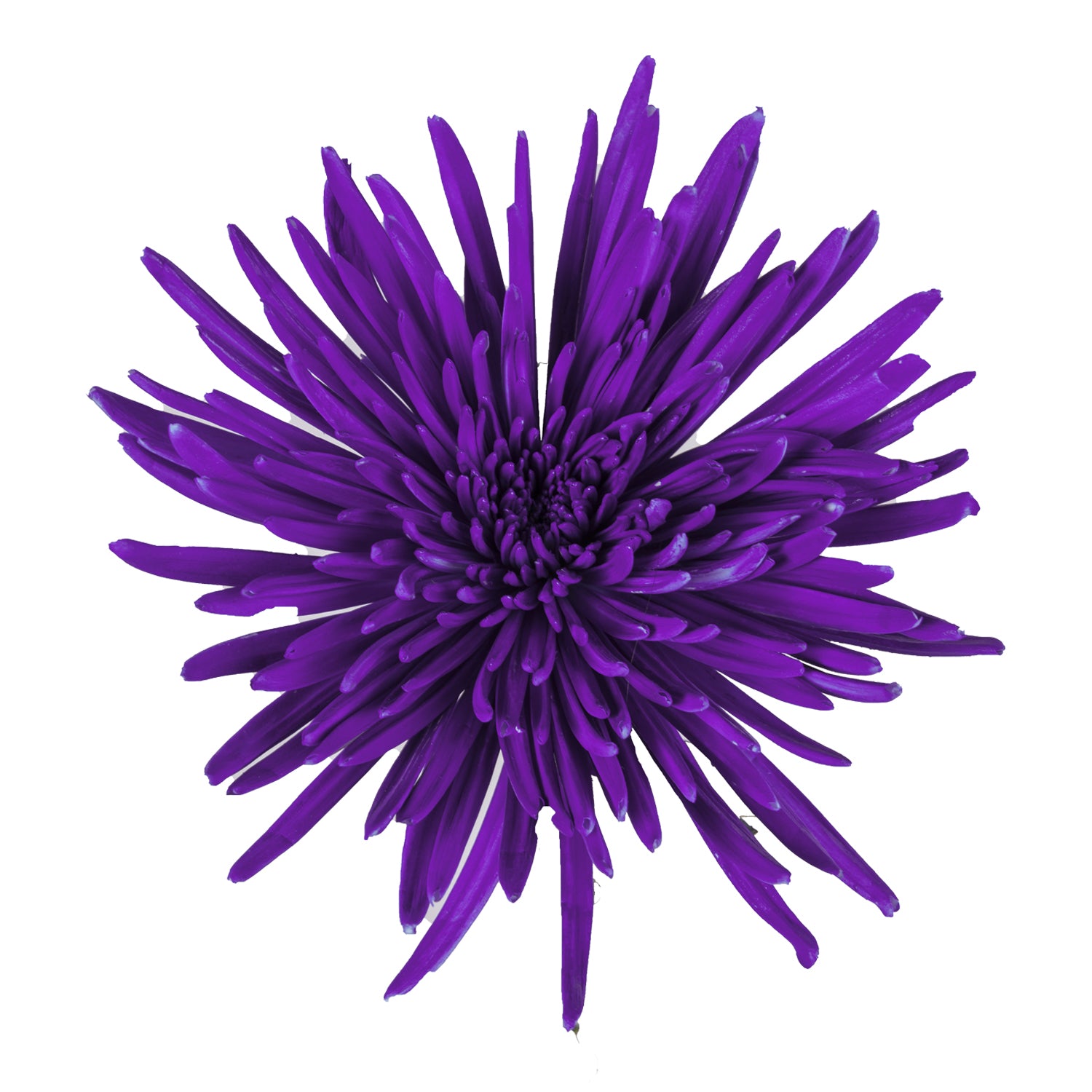 Purple Painted Anastasia Spider Mums Purple / 60 Stems