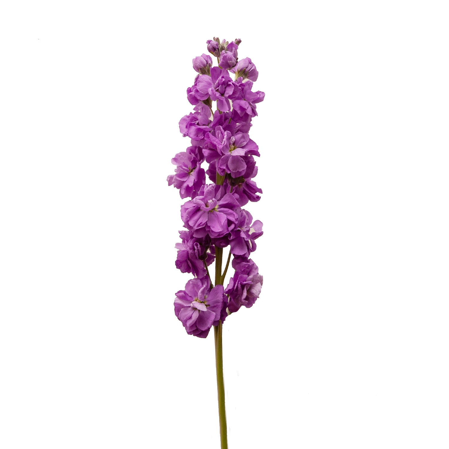 stock lavender purple flower Purple Stock
