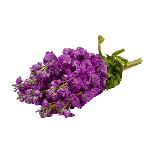 Purple Stock Purple flowers - fresh-cut flowers by Bloomingmore - ideal for weddings and floral events