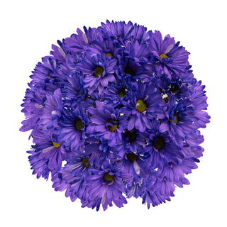 Purple Tinted Pompom Daisy Mums Purple flowers - fresh-cut flowers by Bloomingmore - ideal for weddings and floral events