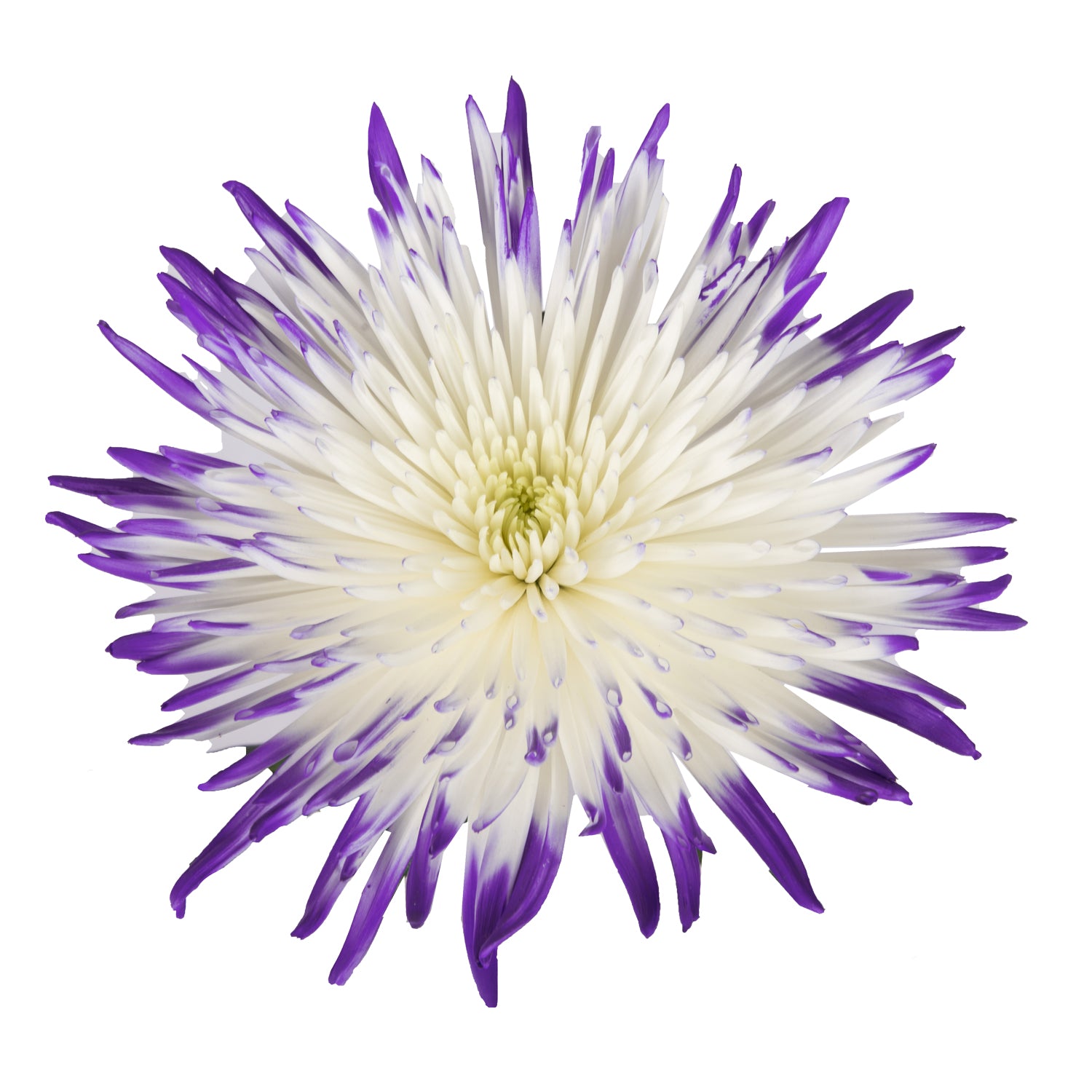 spider mums plants Purple & White Painted Bi-Colored Anastasia Spider Mums Purple & White / 60 Stems