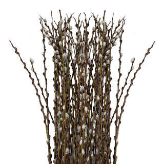 Pussy Willow Green flowers - fresh-cut flowers by Bloomingmore - ideal for weddings and floral events