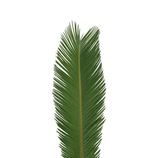 Queen Sago Palm 4 ft. - 150 Stems Green flowers - fresh-cut flowers by Bloomingmore - ideal for weddings and floral events
