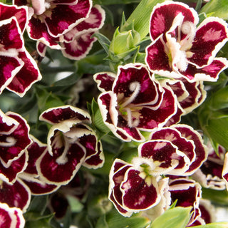 Rafines Faye Green flowers - fresh-cut flowers by Bloomingmore - ideal for weddings and floral events