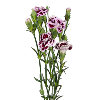 Rafines Milou Green flowers - fresh-cut flowers by Bloomingmore - ideal for weddings and floral events