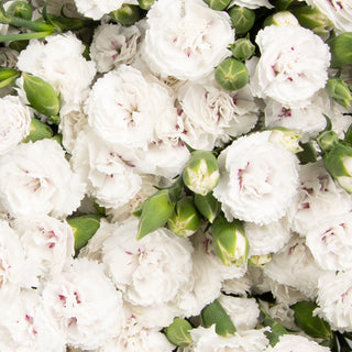 Rafines White White flowers - fresh-cut flowers by Bloomingmore - ideal for weddings and floral events