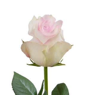 Ragazza Roses Pink roses - fresh-cut roses by Bloomingmore - ideal for weddings and floral events